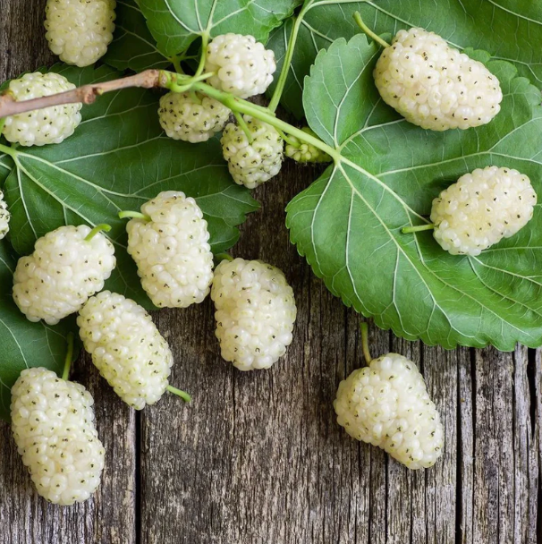 Fresh natural mulberries and botanical ingredients